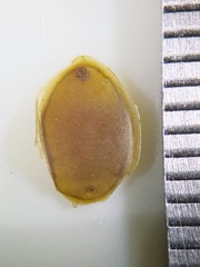 Erpobdellidae