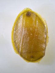 Erpobdellidae