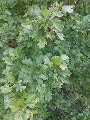 Crataegus monogyna