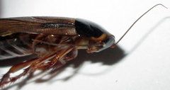Pycnoscelus surinamensis