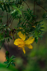Hypericum revolutum