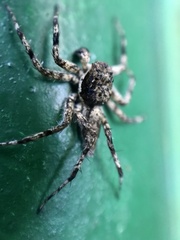 Phaeacius malayensis