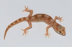 Pachydactylus latirostris