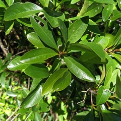 Garcinia oblongifolia