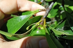 Garcinia oblongifolia