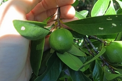Garcinia oblongifolia