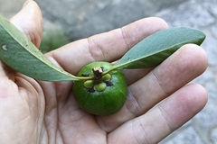 Garcinia oblongifolia