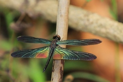 Rhyothemis plutonia