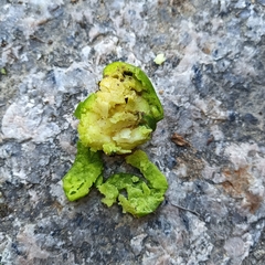 Garcinia oblongifolia