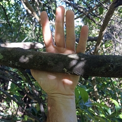 Garcinia oblongifolia