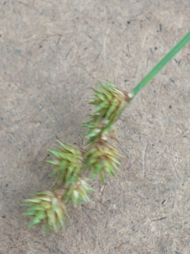 Image of Carex projecta by (c) Tom Norton, some rights reserved (CC BY)