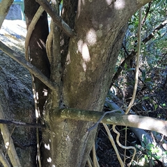 Garcinia oblongifolia