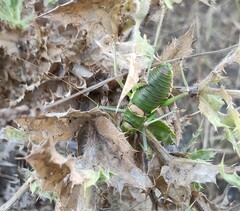 Steropleurus andalusius