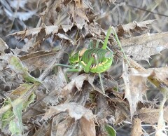 Steropleurus andalusius