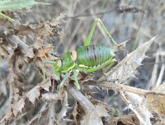 Steropleurus andalusius