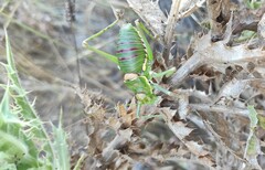 Steropleurus andalusius