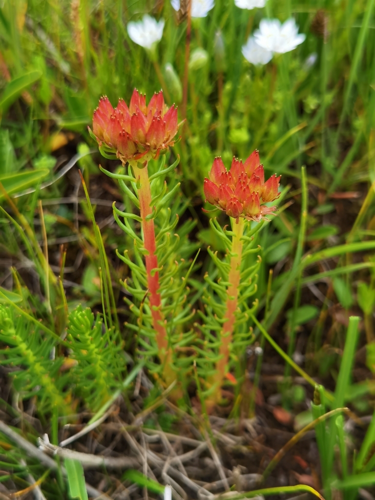 Rhodiola tangutica