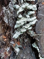 Trichaptum abietinum