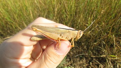 Heteracris pterosticha