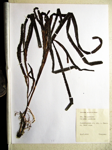 Zostera asiatica iNat (2)