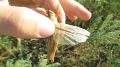 Heteracris pterosticha