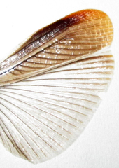 Pycnoscelus surinamensis
