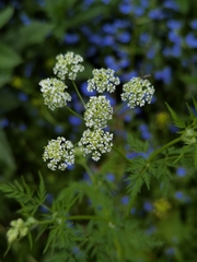 Sphallerocarpus gracilis