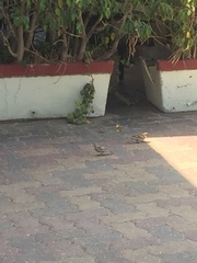 Passer domesticus