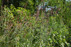 Cenchrus polystachios