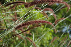 Cenchrus polystachios