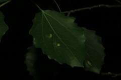 Harmandiola tremulae