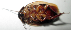 Pycnoscelus surinamensis