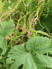 Cuscuta lupuliformis