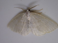 Cabera exanthemata