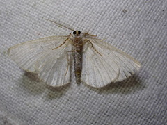 Cabera exanthemata