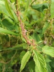 Cuscuta lupuliformis