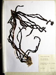 Zostera asiatica