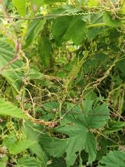 Cuscuta lupuliformis
