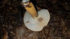 Lactarius volemus image