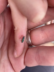 Cordylepherus viridis