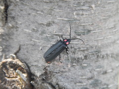 Pyractonema