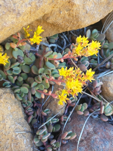 Sedum citrinum