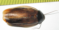 Pycnoscelus surinamensis