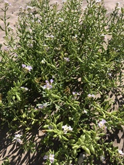 Cakile maritima