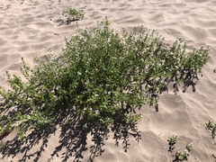 Cakile maritima