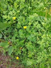 Ranunculus repens