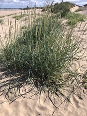 Leymus arenarius