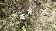 Clematis flammula