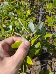 Garrya buxifolia