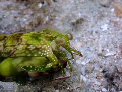 Odontodactylus scyllarus